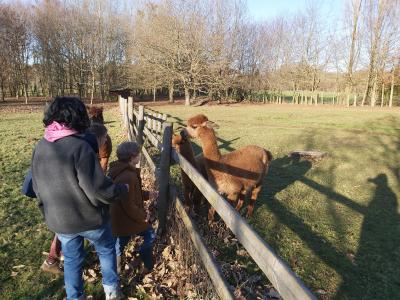 Ce ne sont pas des ânes !