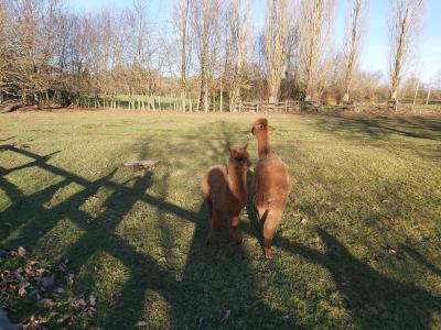 Ce ne sont pas des ânes !