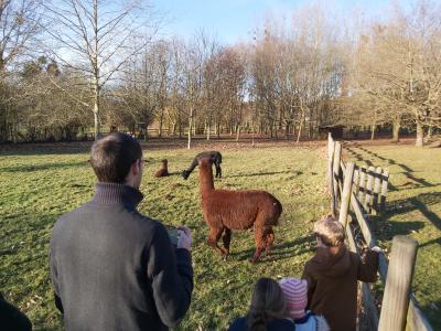 Ce ne sont pas des ânes !