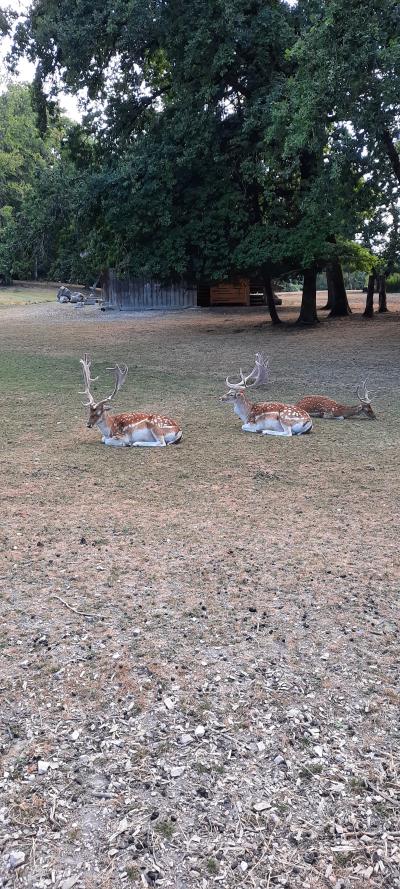 Accrobranche avec Ambre et Nathan