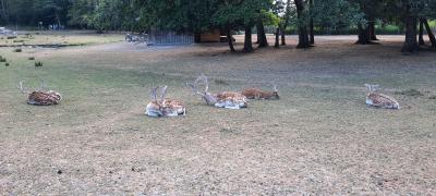 Accrobranche avec Ambre et Nathan