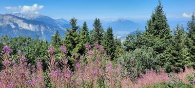Luge d'été et randonnée aux Carroz d'Arâches