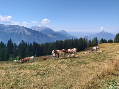 Luge d'été et randonnée aux Carroz d'Arâches
