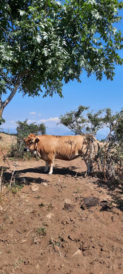 Randonnée en famille
