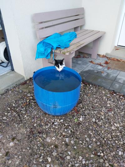 Mon maître à vu un peu grand pour ma gamelle