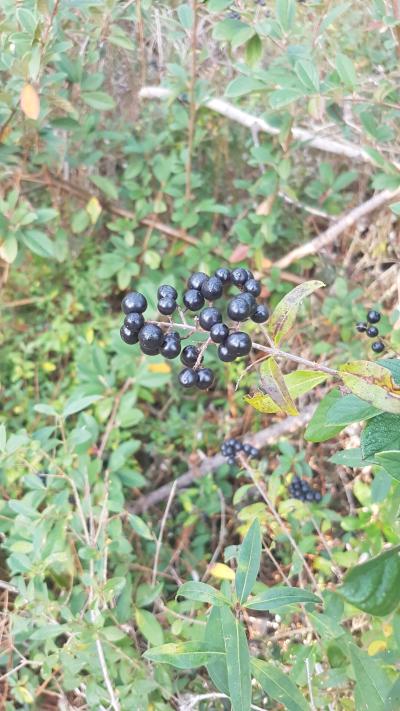 Randonnée en bord de mer