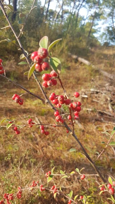 Randonnée en bord de mer