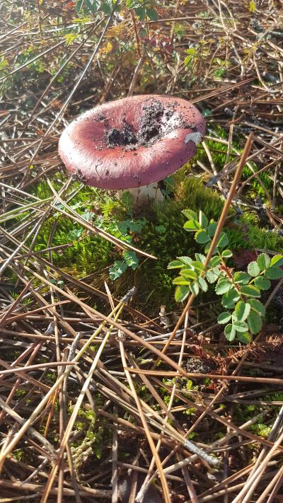 Randonnée en bord de mer