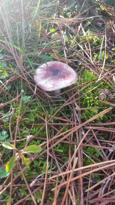 Randonnée en bord de mer