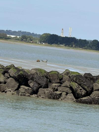Honfleur avec les CHEMINEL