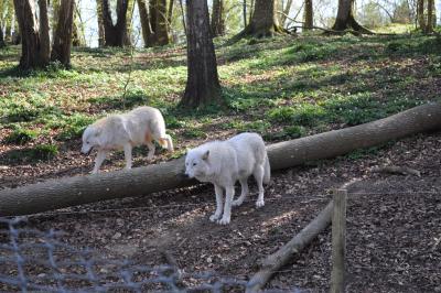 Le parc des loups