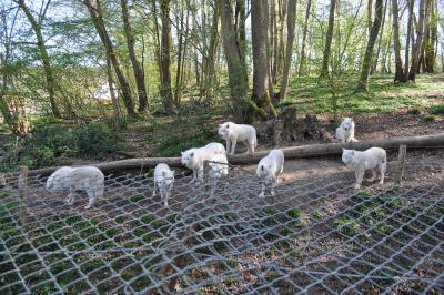 Le parc des loups