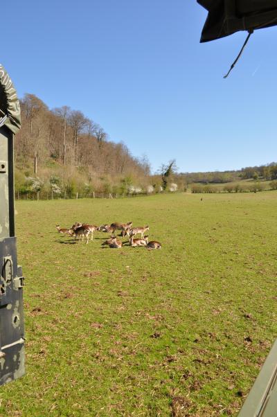 La visite des Bisons