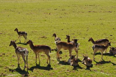 La visite des Bisons
