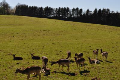 La visite des Bisons