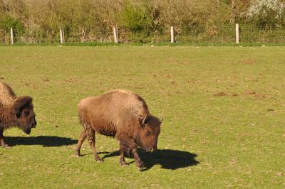 La visite des Bisons