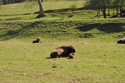 La visite des Bisons