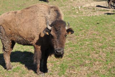 La visite des Bisons
