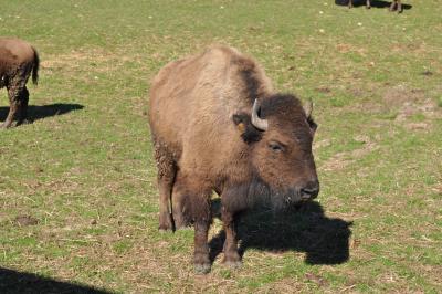La visite des Bisons