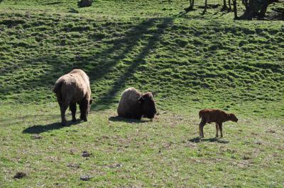 La visite des Bisons