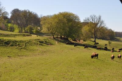 La visite des Bisons