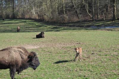 La visite des Bisons