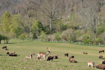 La visite des Bisons