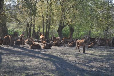 La visite des Bisons