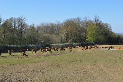 La visite des Bisons