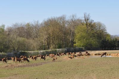 La visite des Bisons