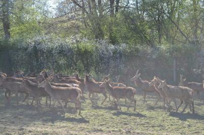 La visite des Bisons