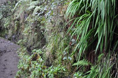 Randonnée de la Levada do Caldeirão Verde