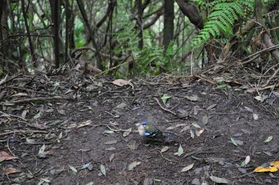 Randonnée de la Levada do Caldeirão Verde