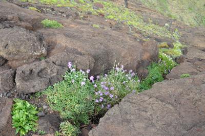 Visite de la Ponta de São Lourenço