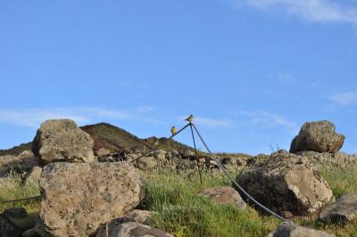 Visite de la Ponta de São Lourenço