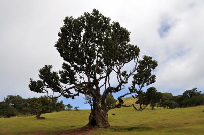 Randonnée dans la foret de Fanal