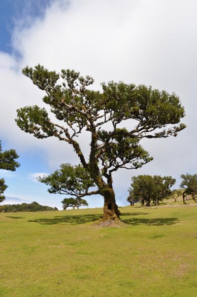 Randonnée dans la foret de Fanal