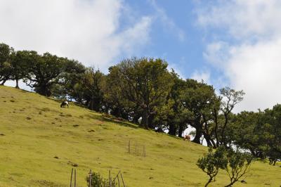 Randonnée dans la foret de Fanal
