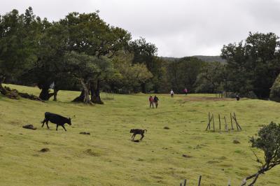 Randonnée dans la foret de Fanal