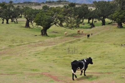 Randonnée dans la foret de Fanal