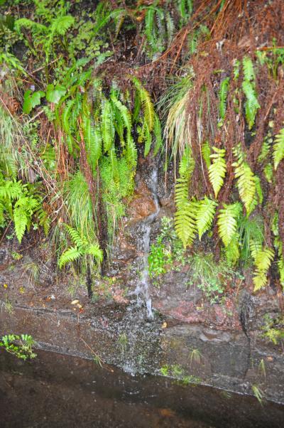 En route pour la Levada do Alecrim