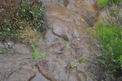 En route pour la Levada do Alecrim