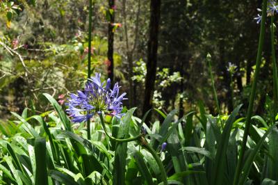 Visite du jardin tropical de Monte palace