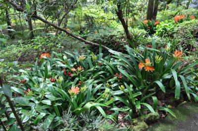 Visite du jardin tropical de Monte palace