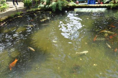 Visite du jardin tropical de Monte palace