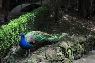 Visite du jardin tropical de Monte palace