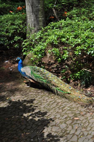 Visite du jardin tropical de Monte palace