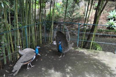 Visite du jardin tropical de Monte palace