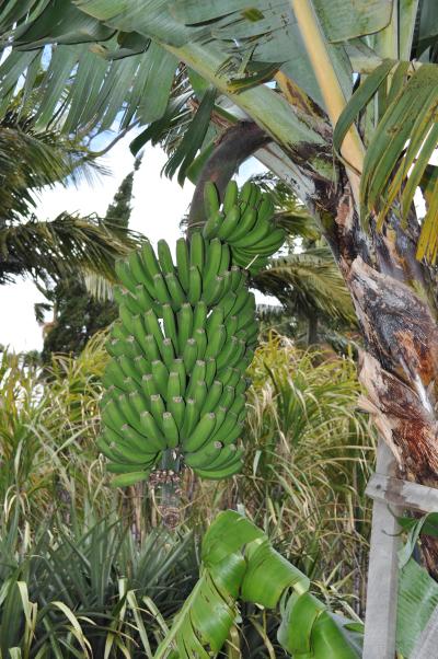 Visite du jardin tropical de Monte palace