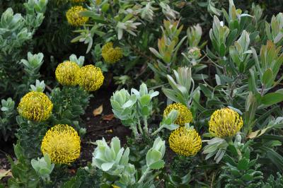 Visite du jardin tropical de Monte palace